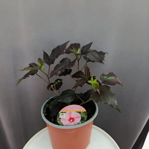 Hibiscus 'Stary Stary Night' ↑35cm ⊘23cm