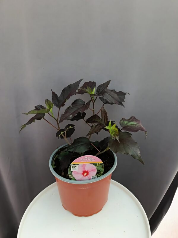Hibiscus 'Stary Stary Night' ↑35cm ⊘23cm