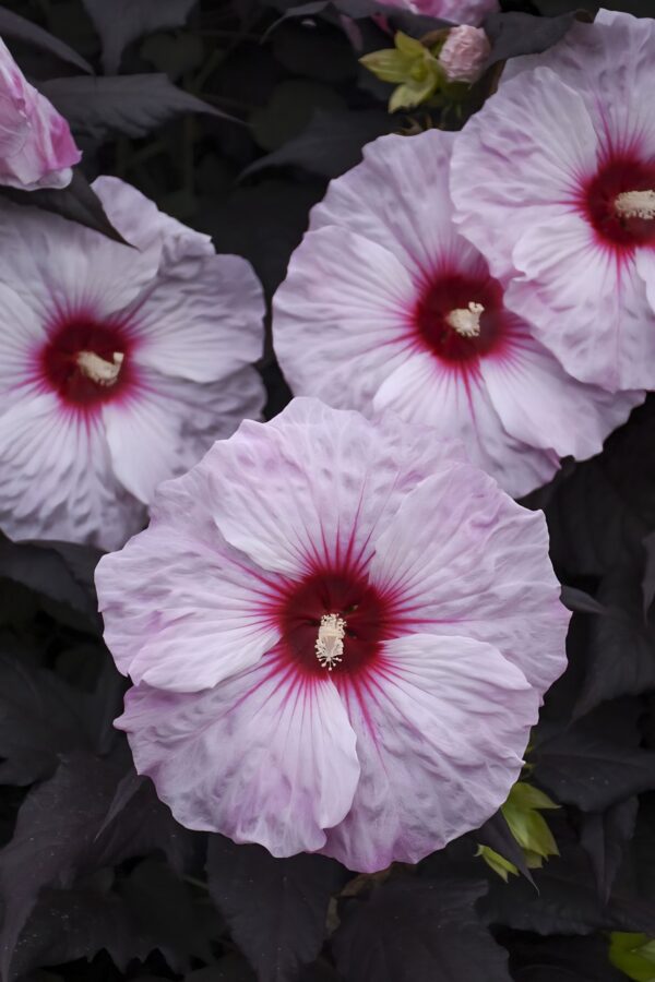 Hibiscus 'Dark Mystery ↑35cm ⊘23cm - Image 2