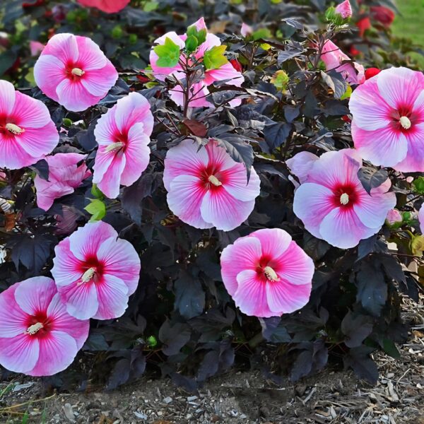 Hibiscus 'Stary Stary Night' ↑35cm ⊘23cm - Image 2