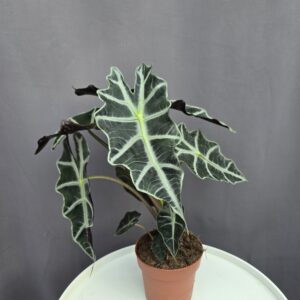 Alocasia Polly ↑ 30cm  ⊘ 12cm