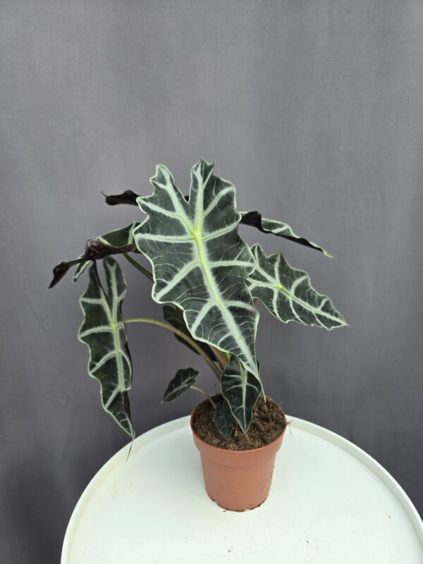 Alocasia Polly ↑ 30cm  ⊘ 12cm