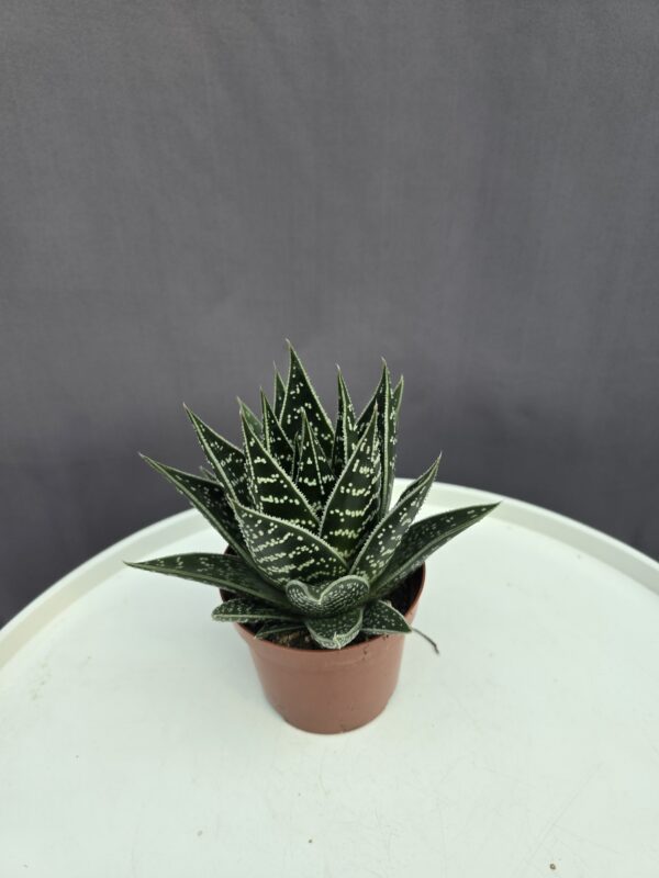 Aloe Tiki Tahi ↑ 15cm ⊘ 9cm