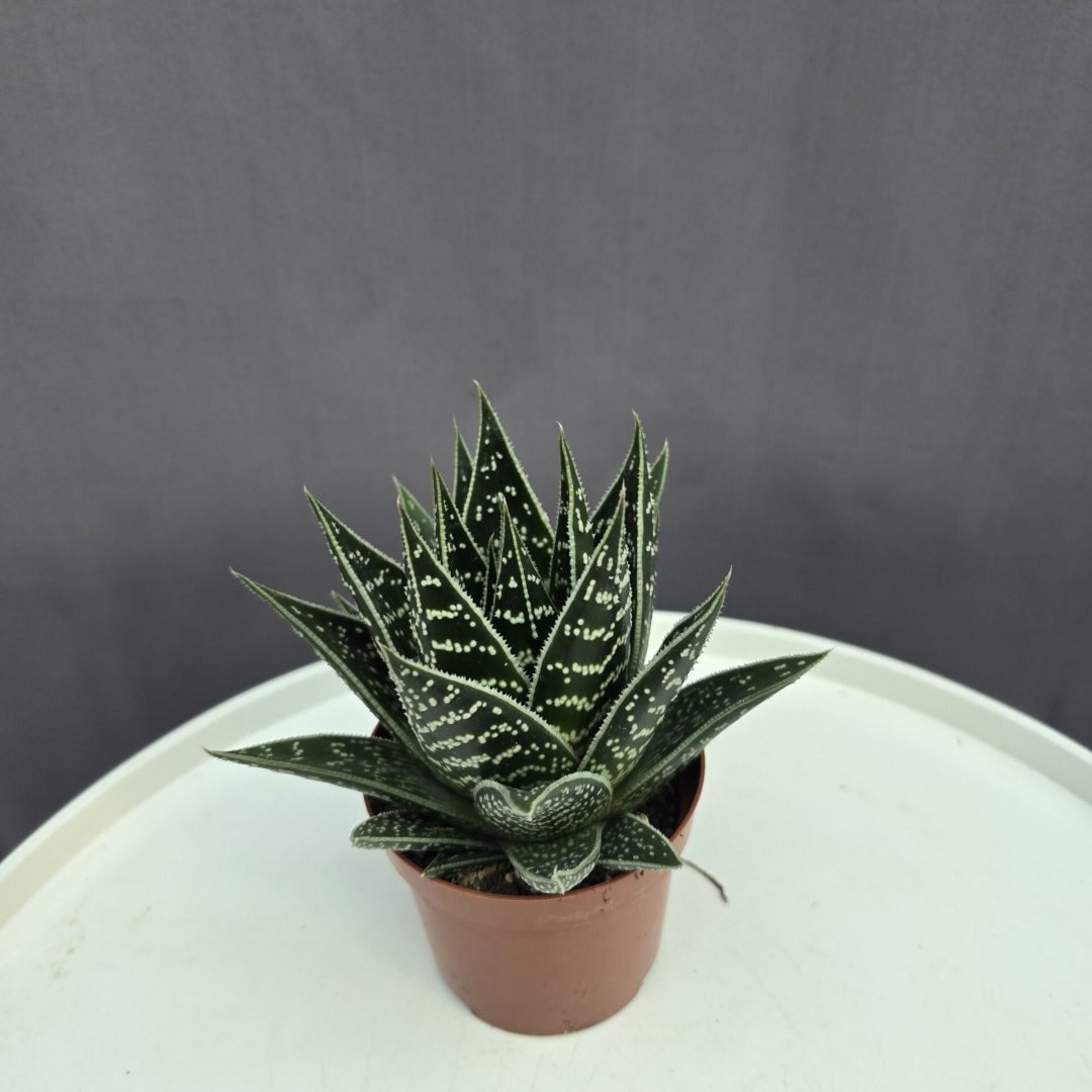 Aloe Tiki Tahi ↑ 15cm ⊘ 9cm