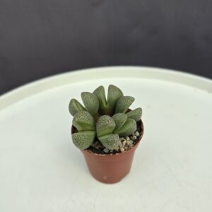 Lithops - Kavicsvirág ↑ 5cm ⊘ 5cm