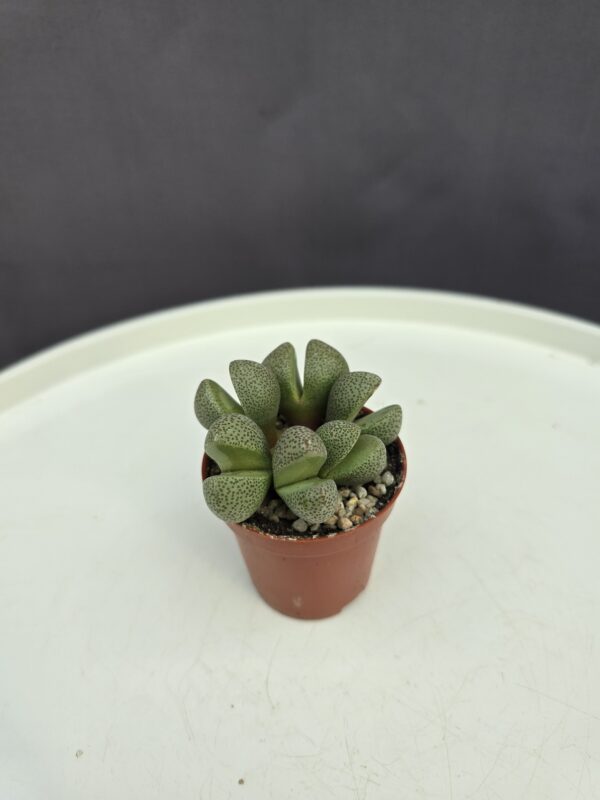 Lithops - Kavicsvirág ↑ 5cm ⊘ 5cm