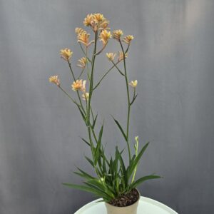 Anigozanthos - Kengurumancs ↑ 45cm ⊘ 12cm
