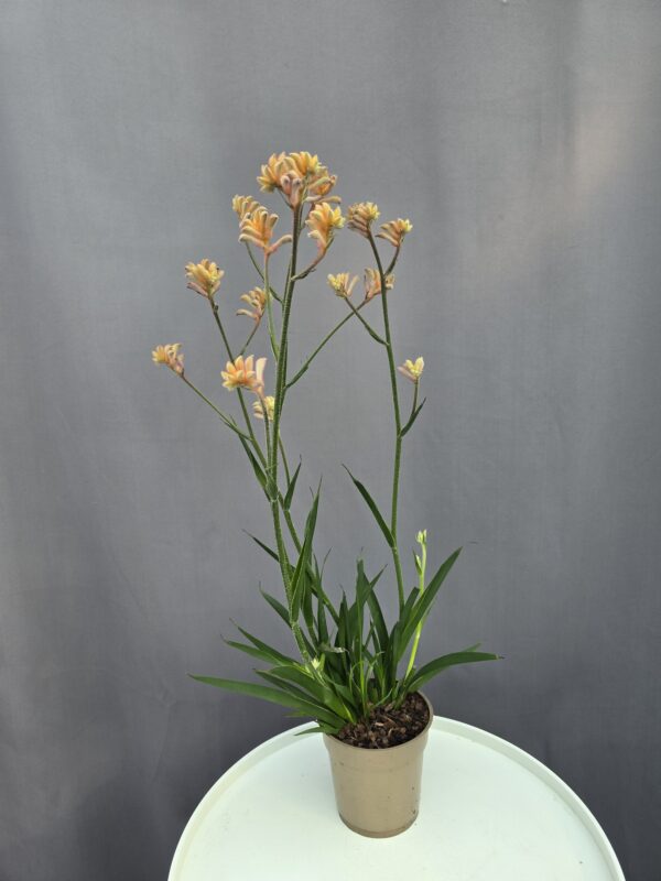 Anigozanthos - Kengurumancs ↑ 45cm ⊘ 12cm