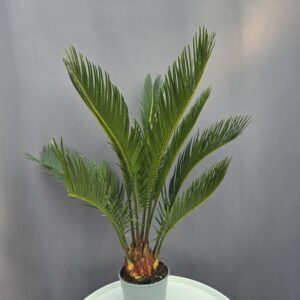Cycas Revoluta ↑ 45cm ⊘ 11cm