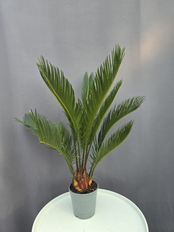 Cycas Revoluta ↑ 45cm ⊘ 11cm