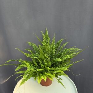 Nephrolepis - Szobapáfrány ↑ 30cm ⊘ 12cm