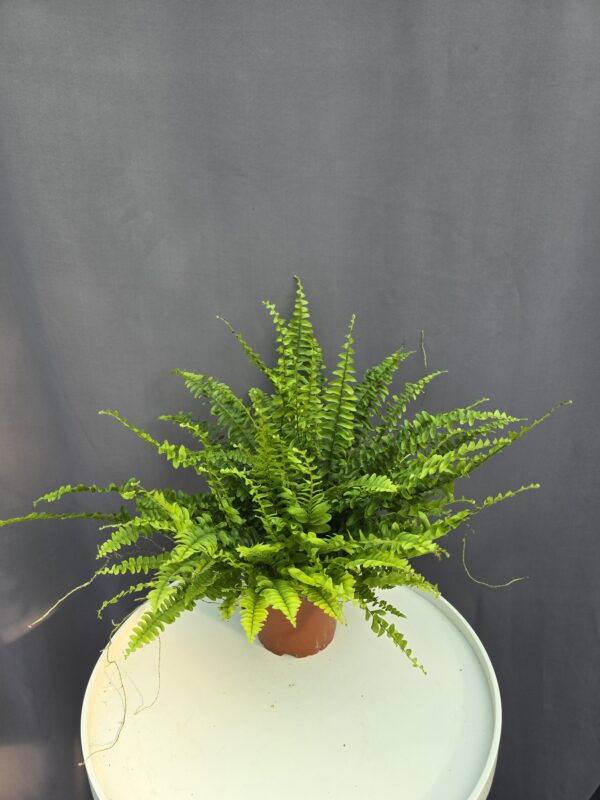 Nephrolepis - Szobapáfrány ↑ 30cm ⊘ 12cm