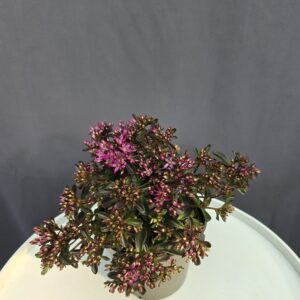 Kaukázusi varjúháj ↑ 20cm ⊘ 13cm