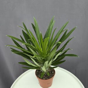 Pachypodium Lamerei - Madagaszkári pálma ↑ 30cm ⊘ 12cm