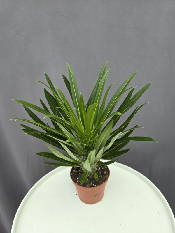 Pachypodium Lamerei - Madagaszkári pálma ↑ 30cm ⊘ 12cm