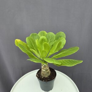 Brighamia Insignis - Hawaii pálma ↑ 40cm ⊘ 12cm