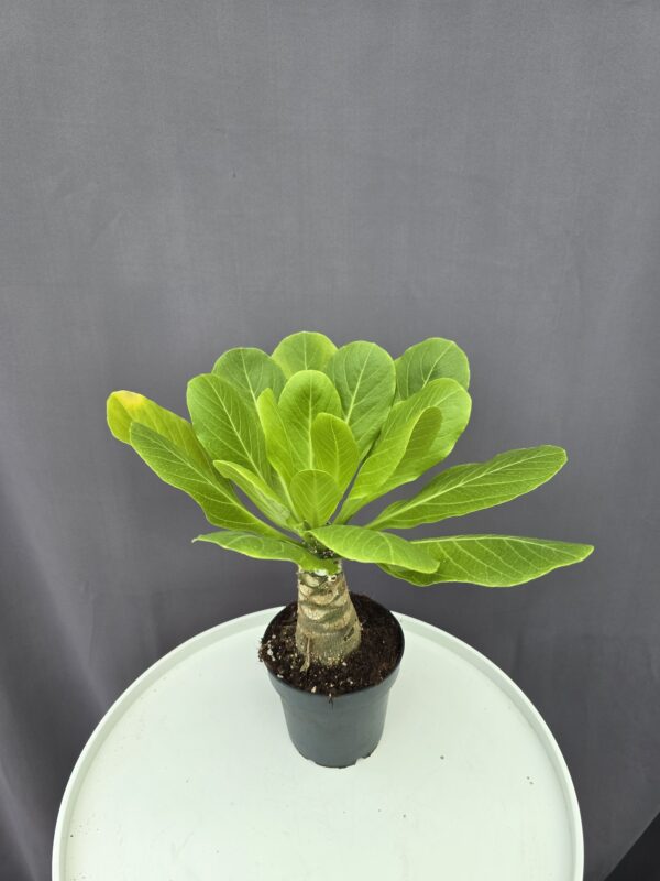 Brighamia Insignis - Hawaii pálma ↑ 40cm ⊘ 12cm