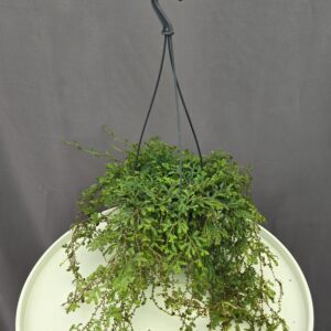 Akasztós Selaginella uncinata - csúcsmoha ↑ 6cm ⊘ 8cm