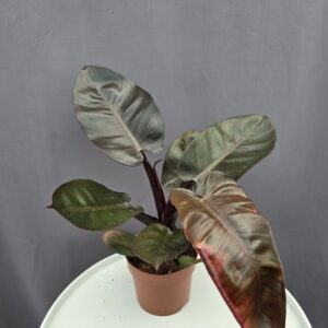 Philodendron Imperial Red ↑ 12cm ⊘ 30cm