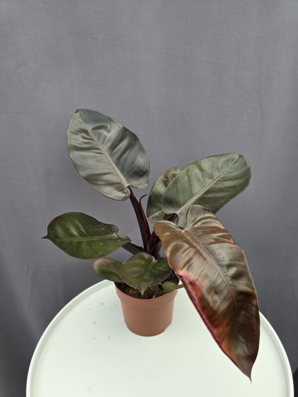 Philodendron Imperial Red ↑ 12cm ⊘ 30cm