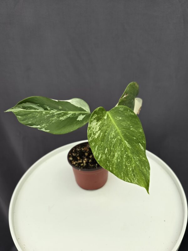 Monstera Deliciosa Variegata 3.