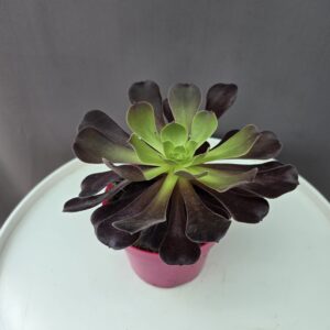 Aeonium - Kövirózsacserje ↑ 12cm ⊘ 15cm