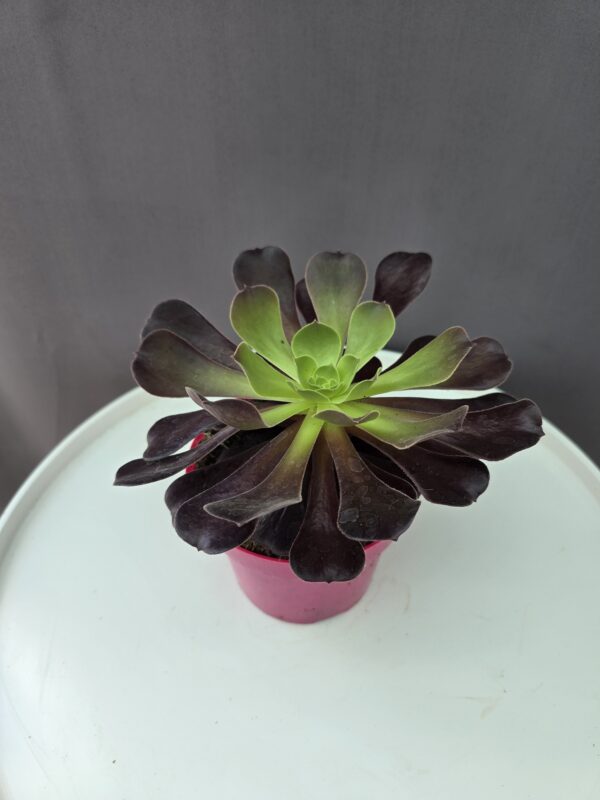 Aeonium - Kövirózsacserje ↑ 12cm ⊘ 15cm