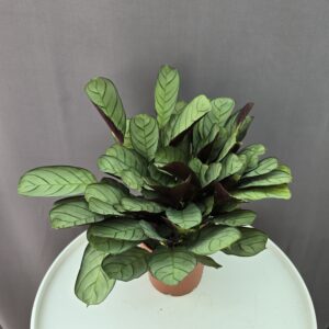 Ctenanthe Amagris ↑ 25cm ⊘ 12cm