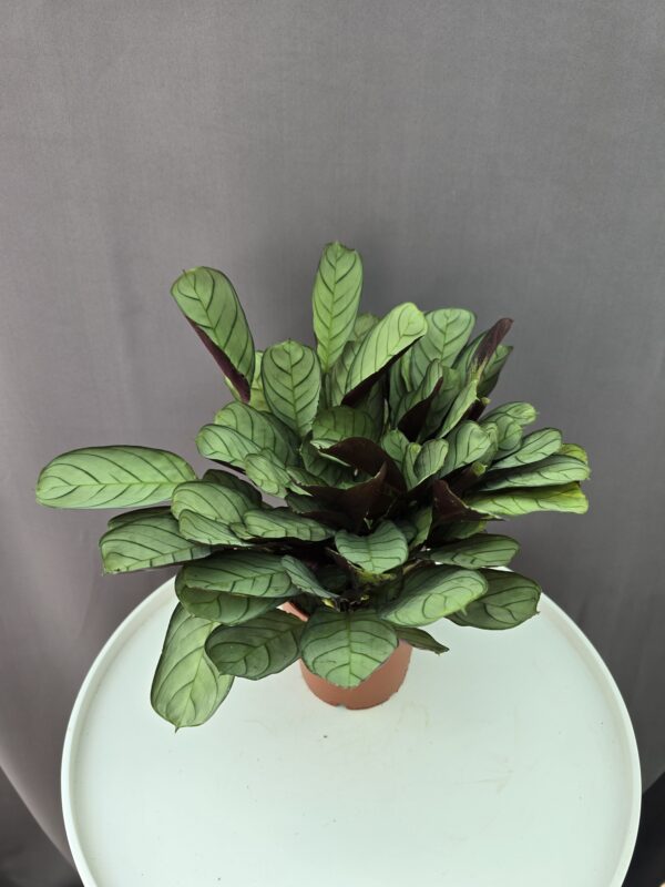 Ctenanthe Amagris ↑ 25cm ⊘ 12cm