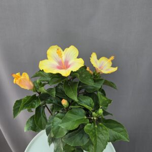 Szobai Hibiszkusz ↑ 45cm ⊘ 13cm