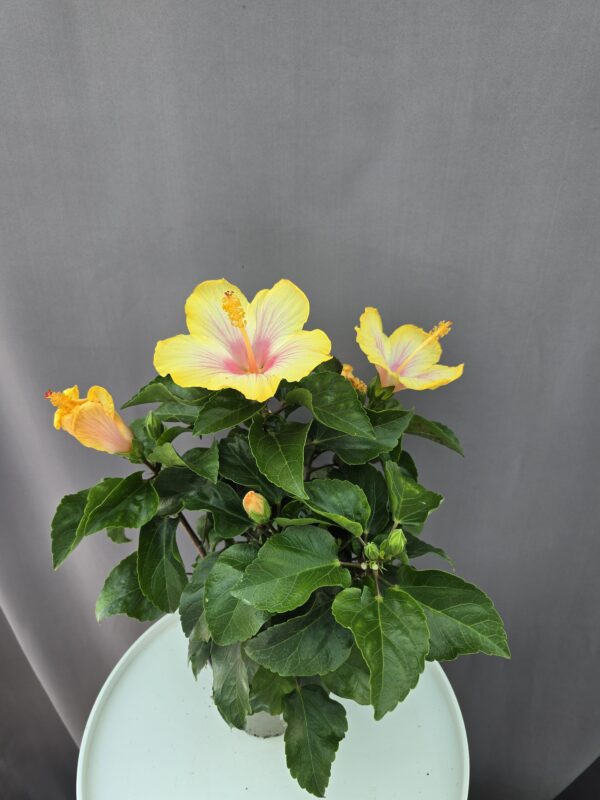 Szobai Hibiszkusz ↑ 45cm ⊘ 13cm