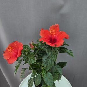 Szobai Hibiszkusz ↑ 45cm ⊘ 13cm