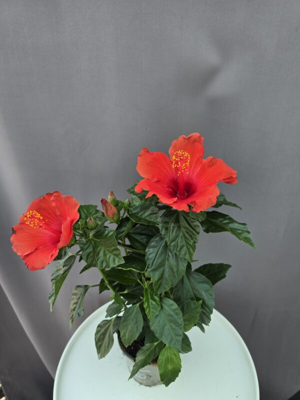 Szobai Hibiszkusz ↑ 45cm ⊘ 13cm