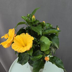 Szobai Hibiszkusz ↑ 45cm ⊘ 13cm