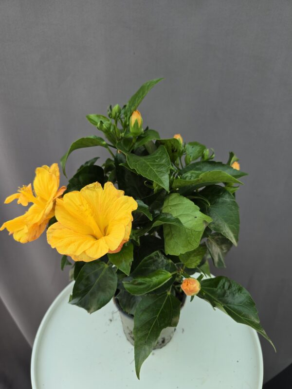 Szobai Hibiszkusz ↑ 45cm ⊘ 13cm