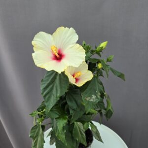 Szobai Hibiszkusz ↑ 45cm ⊘ 13cm