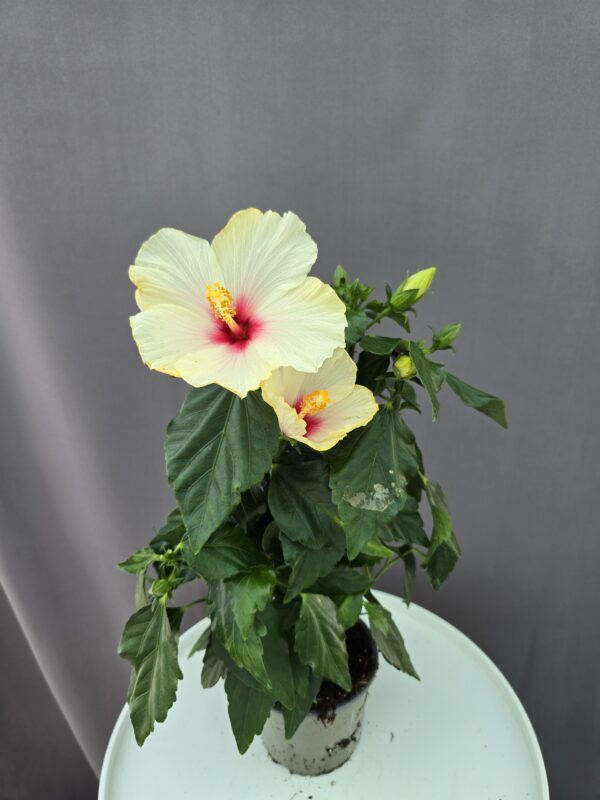 Szobai Hibiszkusz ↑ 45cm ⊘ 13cm
