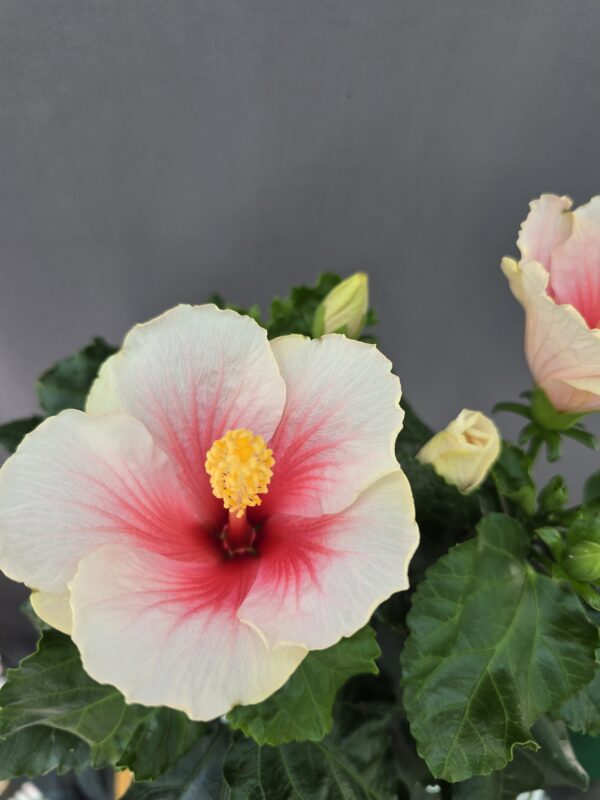 Szobai Hibiszkusz ↑ 45cm ⊘ 13cm - Image 2