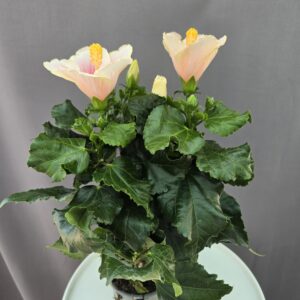 Szobai Hibiszkusz ↑ 45cm ⊘ 13cm