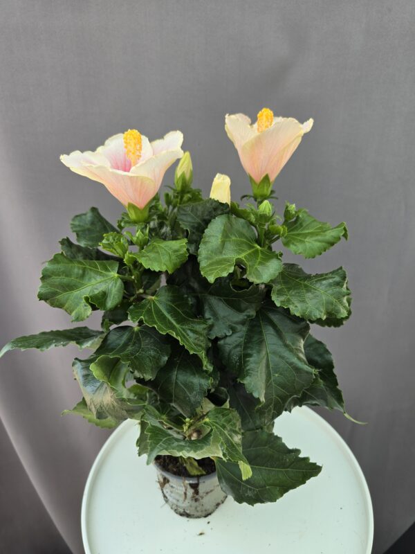 Szobai Hibiszkusz ↑ 45cm ⊘ 13cm