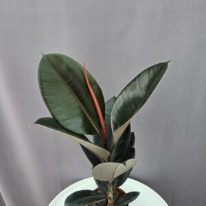 Ficus Abidjan ↑ 45cm ⊘ 12cm