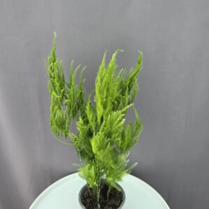Asparagus setaceus 'Pyramidalis' ↑ 35cm ⊘ 12cm