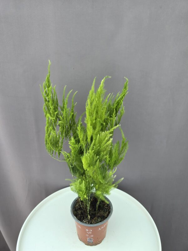 Asparagus setaceus 'Pyramidalis' ↑ 35cm ⊘ 12cm