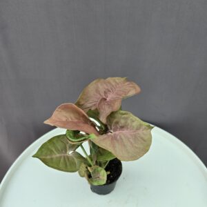 Syngonium Neon Robusta ↑ 15cm ⊘ 7cm