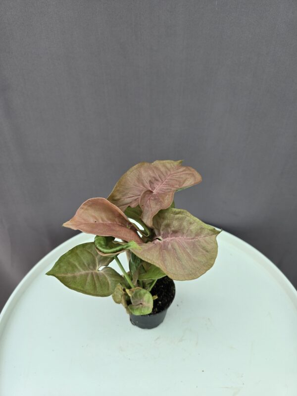 Syngonium Neon Robusta ↑ 15cm ⊘ 7cm