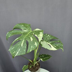 Monstera deliciosa “Thai constellation" ↑ 40cm ⊘ 12cm