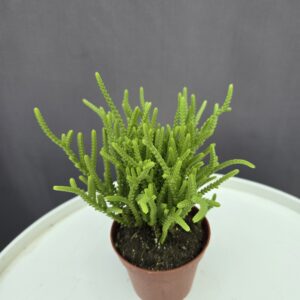 Crassula Muscosa ↑ 15cm ⊘ 8cm