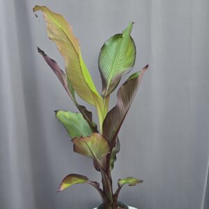 Vörös Abesszin banán - Ensete ventricosum Maurelli ↑ 80cm ⊘ 14cm