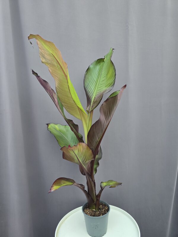 Vörös Abesszin banán - Ensete ventricosum Maurelli ↑ 80cm ⊘ 14cm