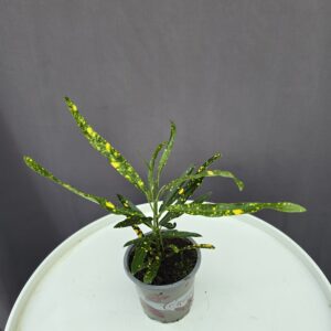 Croton Golden Dust mini ↑ 20cm ⊘ 8cm